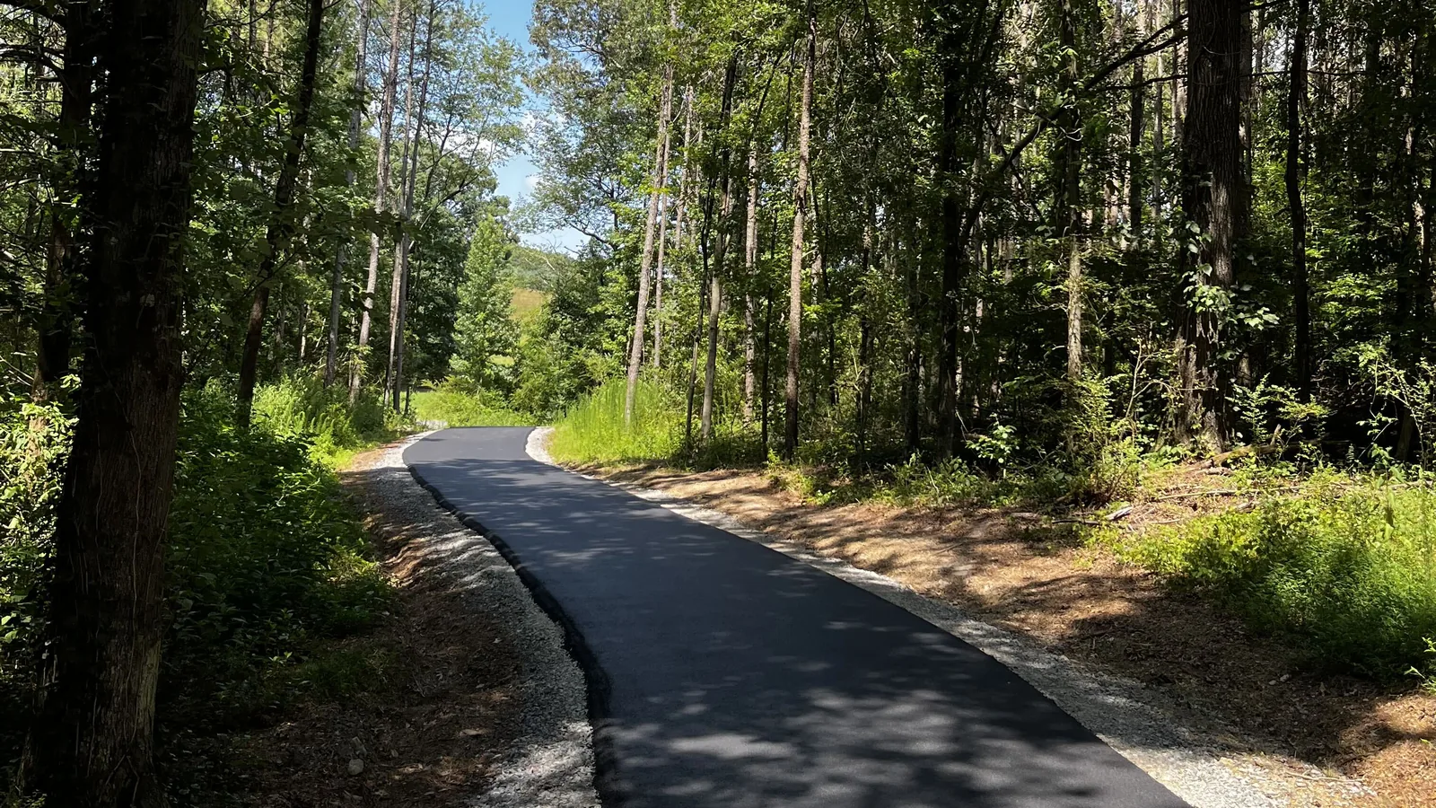New asphalt lane running through tall hardwoods and pines