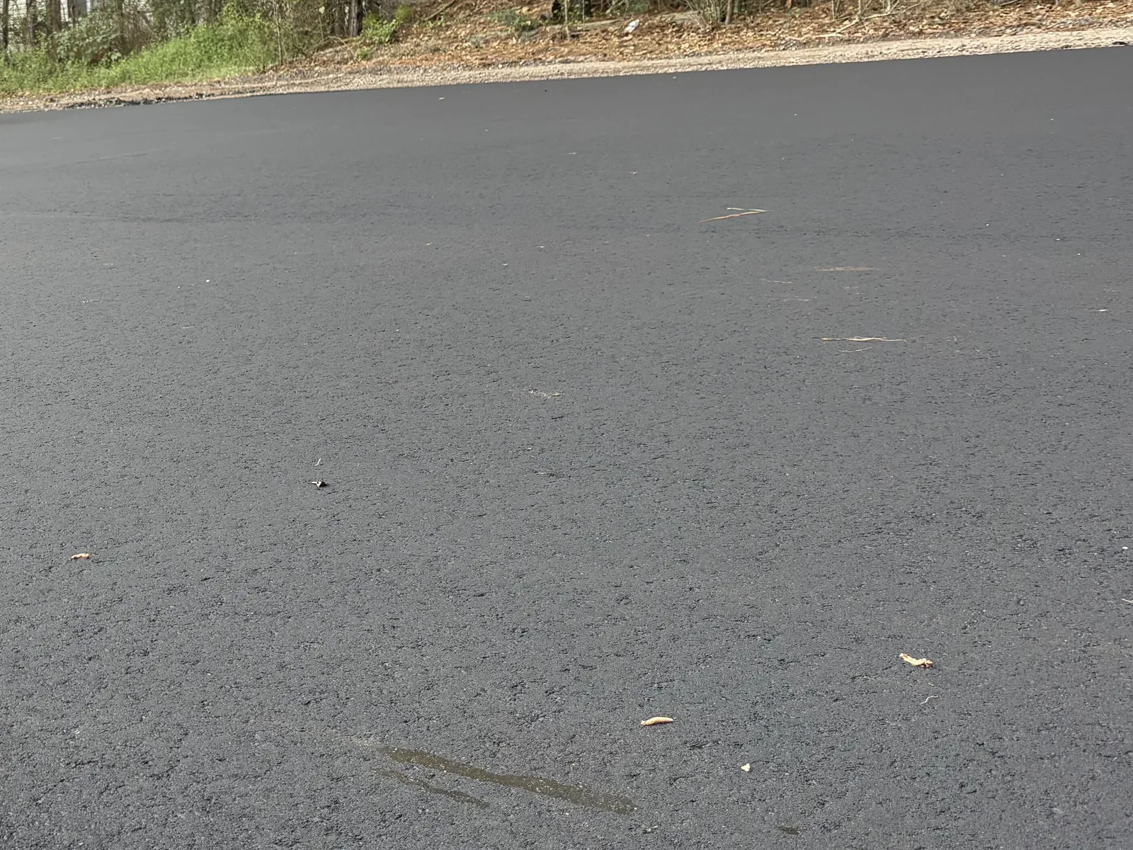 Edge of a freshly paved asphalt lot meeting the grass with the tree line behind it